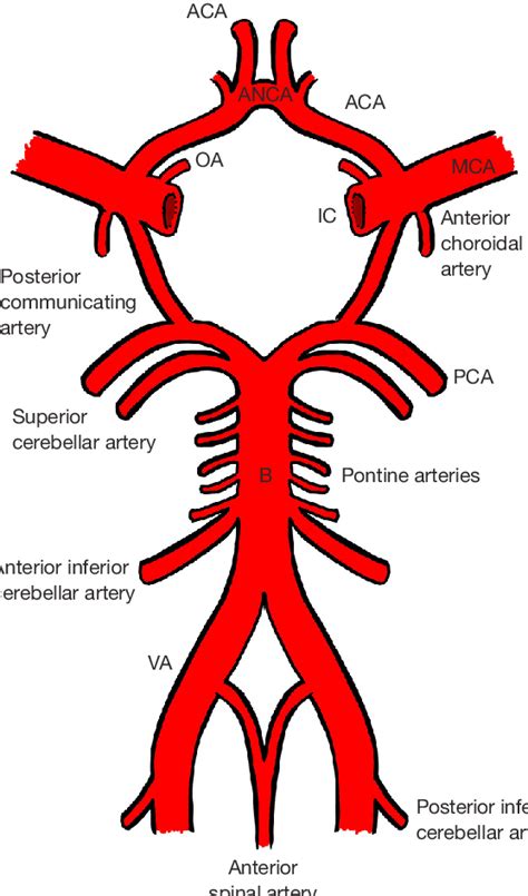 The Circle Of Willis Va Vertebral Artery B Basilar Artery Pca
