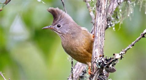 Indo Malayan Temperate Broadleaf And Coniferous Forest Birds
