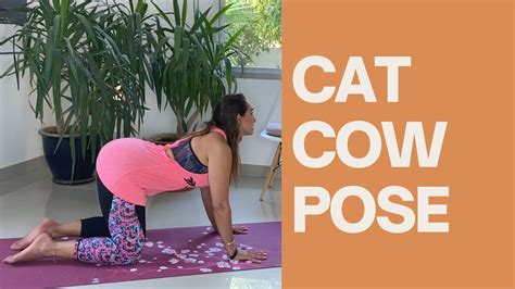 Cat Cow Pose Youtube