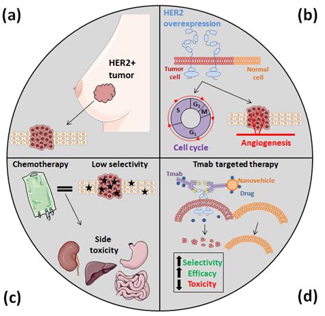 Nanomaterials Free Full Text Trastuzumab More Than A Guide In Her2