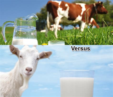 Cow Milk Vs Goat Milk Which Is Healthier To The Body Scholars Ark