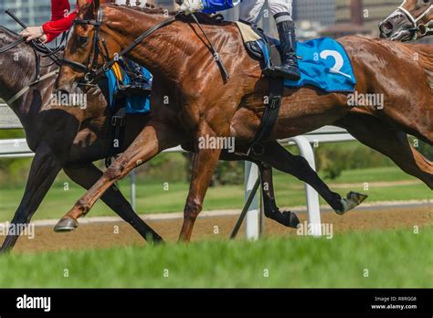 Race Horses Jockeys Running Grass Track Closeup Animal Bodies Action