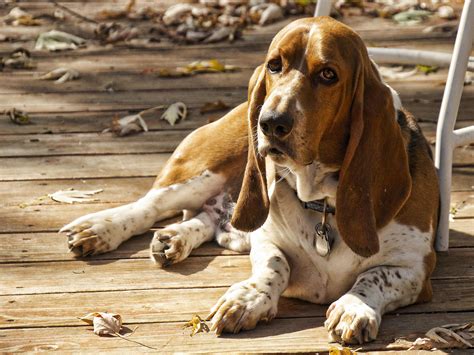 Are Basset Hounds Good Farm Dogs