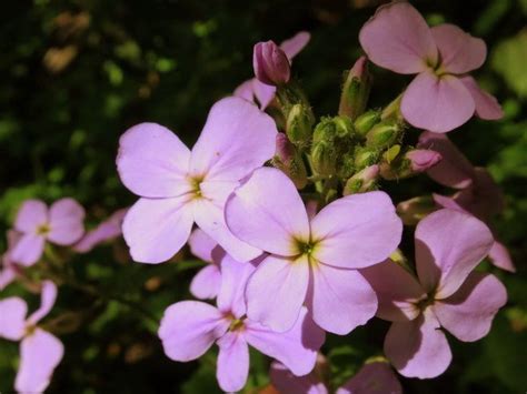 Five Petal Pink Flower With Yellow Center Best Flower Site