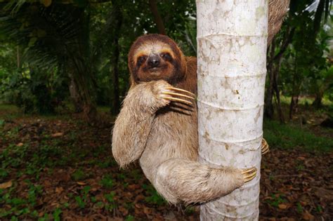 35 Amazing Brazilian Animals You Can Spot On Your Travels