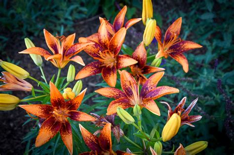 Meanings Of Stargazer Lilies What These Brilliant Flowers