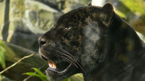 Panther Full Hd Desktop Wallpapers 1080p Panther Animals Black Panther
