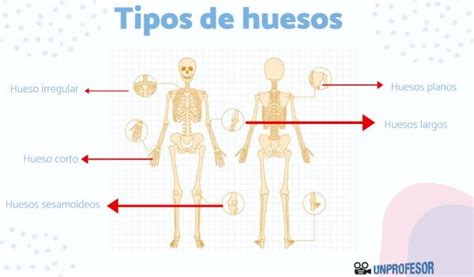 Los 7 Tipos De Huesos Del Cuerpo Humano Con Fotos