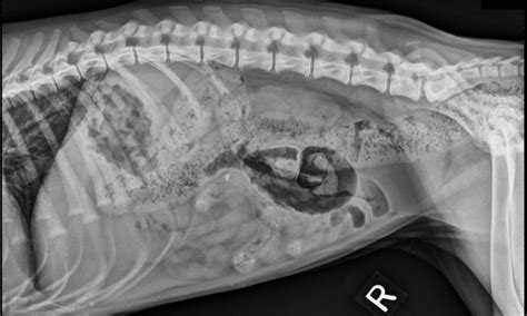 Image Gallery Positioning For Abdominal Radiographs Veterinary