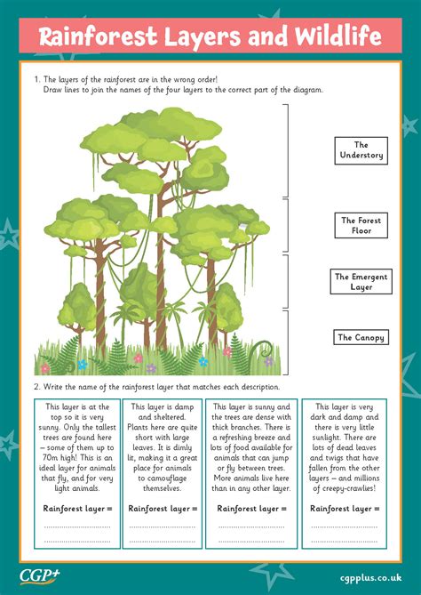 Rainforest Layers And Wildlife Years 5 6 Cgp Plus