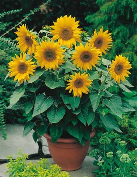 Sunflower Dwarf Sunsation Sunflower Seeds Flower Seeds By Mr
