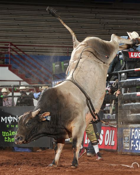 pbr on twitter sweetpro s bruiser smooth operator chiseled these bovines showed out at the