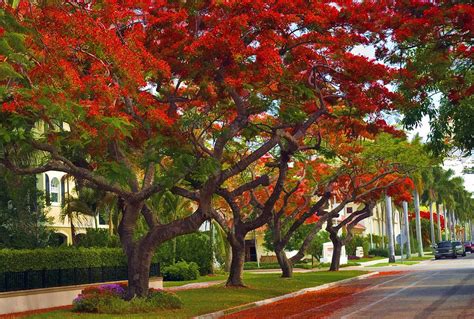 Royal Poinciana Trees Blooming In South Florida Photograph By Ginger