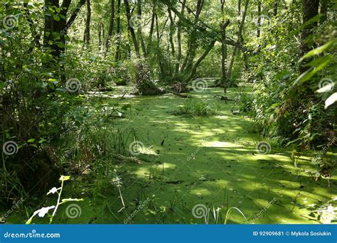 Lush Green Swamp And Tropical Forest Scene Stock Image Image Of Food