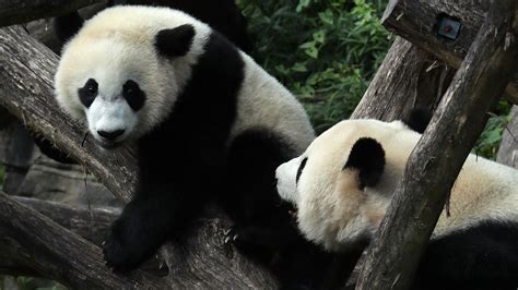 Giant Pandas Are No Longer Endangered But Still Vulnerable The Verge