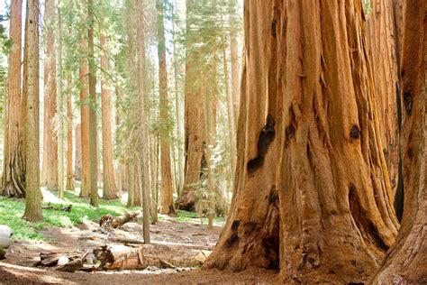 Giant Sequoia Trees In Californias Sequoia National Park Oc 5184 X