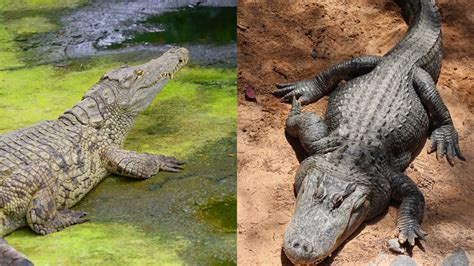 What Is The Difference Between A Crocodile And An Alligator Online