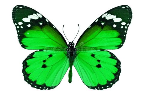 Green Butterfly Stock Image Image Of Bright White Beautiful 46586659
