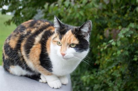 Are Calico Cats Rare Heres What Science Says Hepper