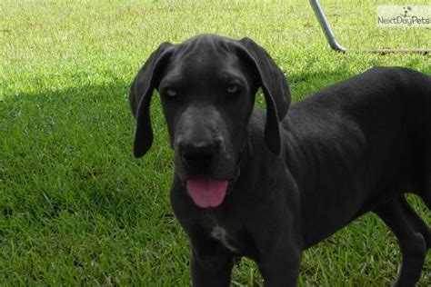 As breeders with 20 years of breeding experience, our philosophy or role. Great Dane puppy for sale near Atlanta, Georgia | 0f3b3017-f5d1
