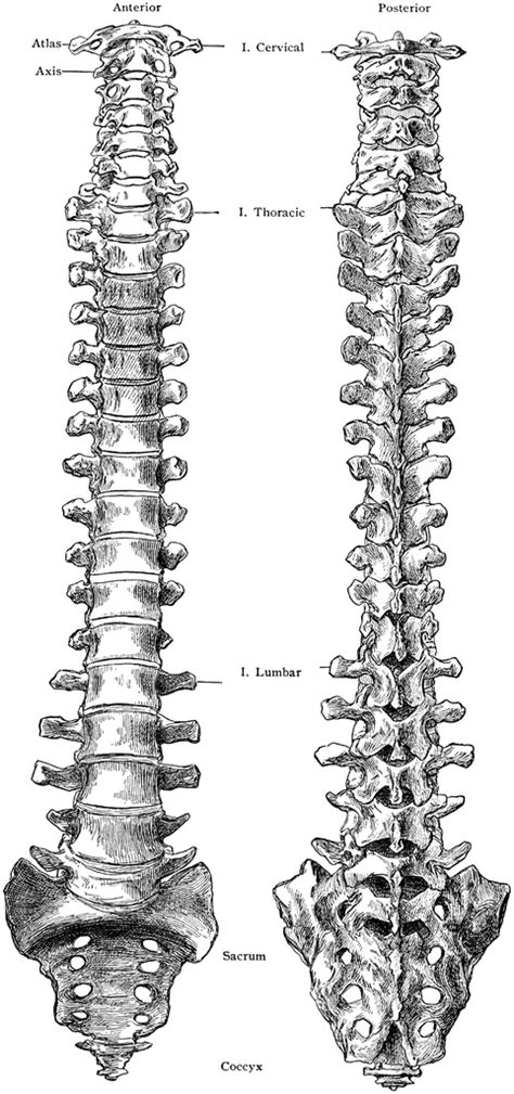 Anterior And Posterior Views Of Spine Clipart Etc