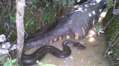 Man Eaten By Anaconda