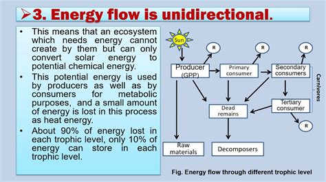 Energy Flow In An Ecosystem Youtube