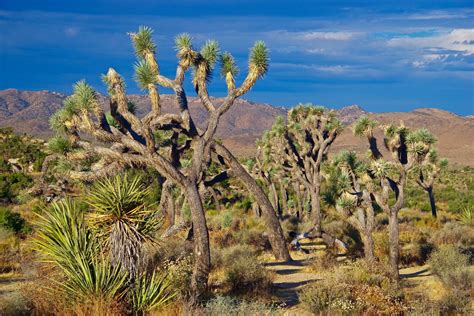 A Walk In The Joshua Tree Forest California