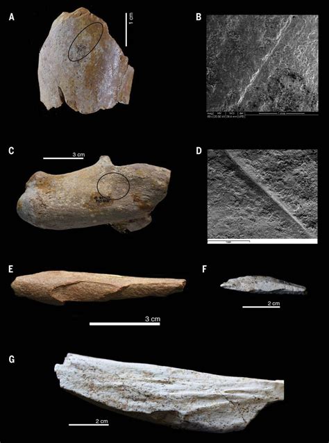 19 Million And 24 Million Year Old Artifacts And Stone Tool