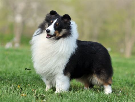 A Black And White Dog Standing On Top Of A Lush Green Field