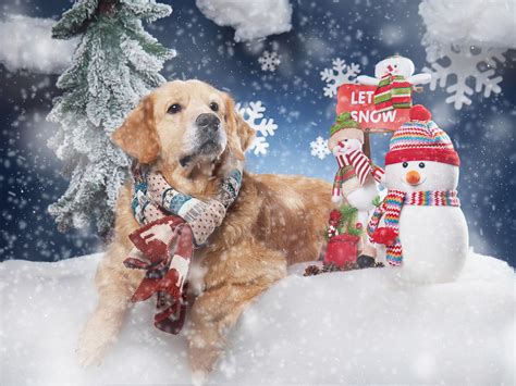 Our dogs come from english cream lines, medium to light, blockier head breeds. Golden retriever Merry Christmas dog. Snow. Dog breeds with medium-length wool.