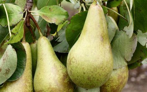 The diameters of the trees really surprised me when they arrived. Trained Conference pear trees for sale