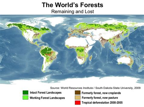 Wri High Resmap Global Forest Cover Map