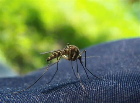Can Mosquitoes Bite Through Clothes 9 Highly Relevant Facts Tipspr