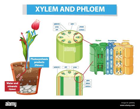 Diagram Showing Xylem And Phloem In Plant Illustration Stock Vector