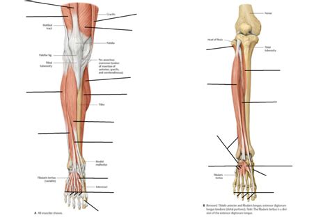 Deep Anterior Chest Muscles Diagram Quizlet