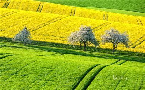 Green Yellow Field 2015 Bing Theme Wallpaper Wallpapers View