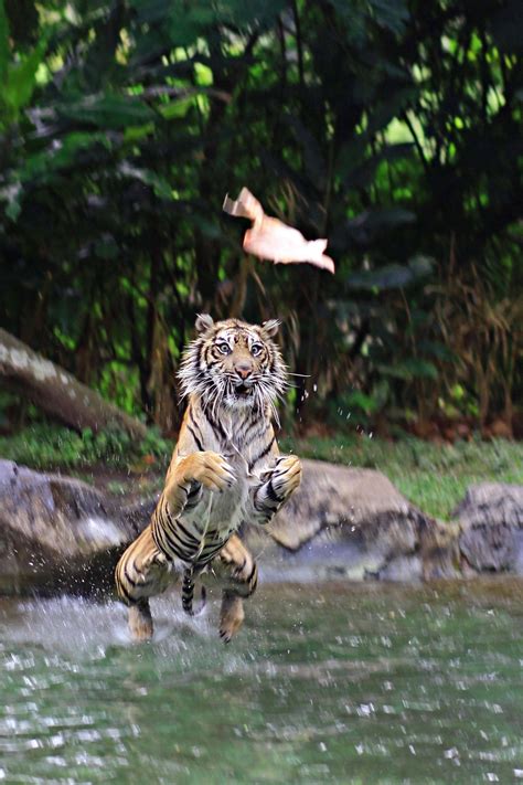 Tiger Pouncing His Food Photoshopbattles