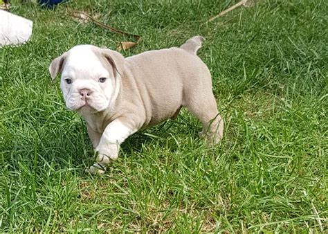 You will find english bulldog dogs for adoption and puppies for sale under the listings here. English Bulldog Puppies For Sale | Columbus, OH #199230