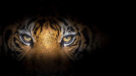 Tiger Spirit Animal Symbolism And Meaning A Z Animals
