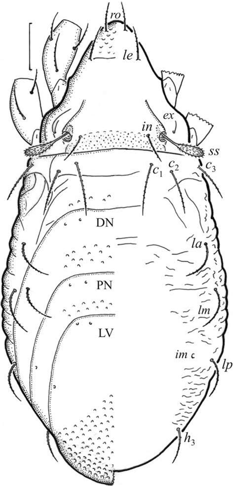 Eueremaeus Oblongus Tritonymph Dorsal Aspect Legs Partially Drawn