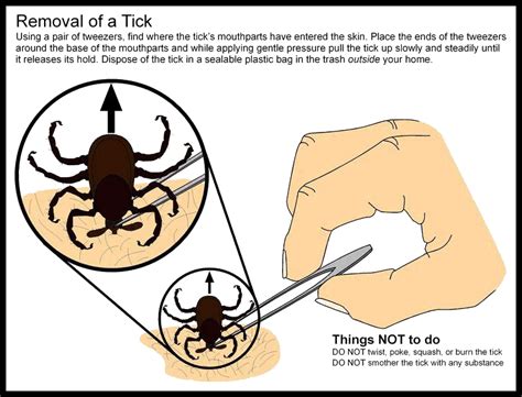 How To Remove A Tick From A Dogs Leg Howotre