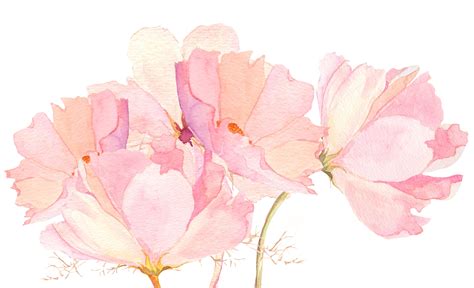 Pink Watercolor Flower Wallpaper Portadown Watercolor Flowers On