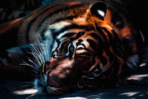 Un tigre noir ultra rare photographié en Inde