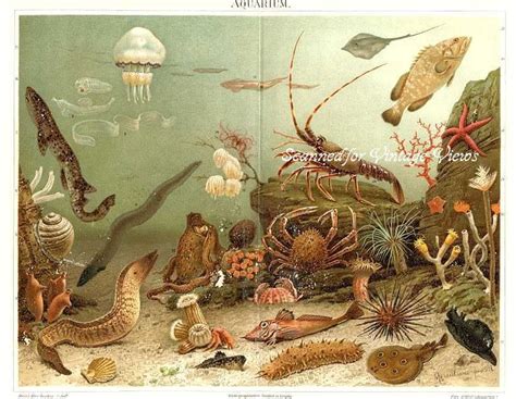 Vintage Sea Life Seaside Finds Pinterest Prints