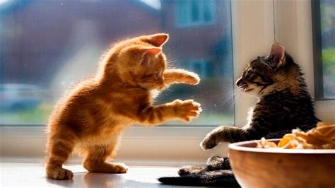 Funny Kittens Compilation April 2016 Funny Cats Funny
