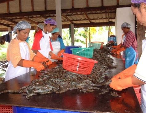 First Asc Certified Shrimp Farm In Thailand Big Step Forward For