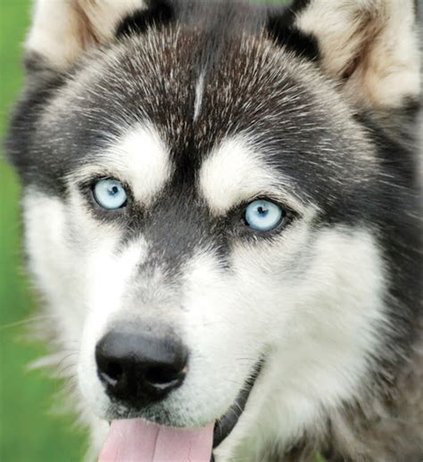 Learn About The Siberian Husky Dog Breed From A Trusted Veterinarian