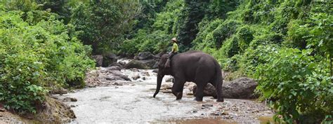 Elephant Jungle Sanctuary Guided Tour Ngapali Myanmar