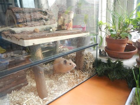 Pin Van Margo Op Hamster Hamsterkooi